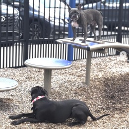 two dogs outdoors
